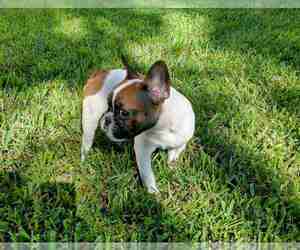 French Bulldog Puppy for sale in TAMPA, FL, USA