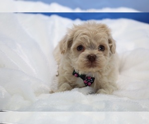 ShihPoo Puppy for sale in DYERSBURG, TN, USA