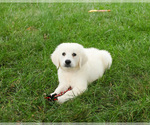 Small #2 English Cream Golden Retriever