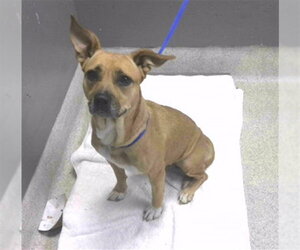 American Staffordshire Terrier-Unknown Mix Dogs for adoption in Tallahassee, FL, USA