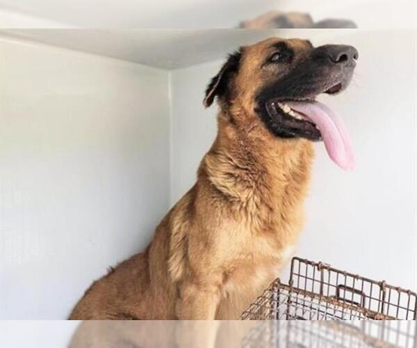 Medium Photo #1 German Shepherd Dog-Unknown Mix Puppy For Sale in Houston, TX, USA