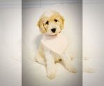 Puppy 7 English Cream Golden Retriever-Poodle (Standard) Mix