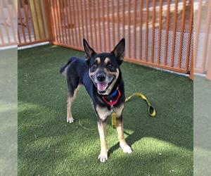 *QUAZI - Male German Shepherd Dog-Unknown Mix Dog for Adoption - Photo #2