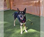 Small #1 German Shepherd Dog Mix
