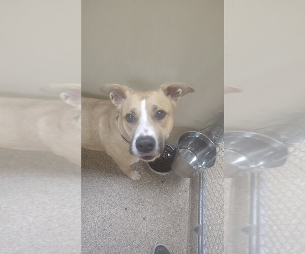 Medium Photo #2 Mutt Puppy For Sale in Great Bend, KS, USA