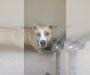 Banshee - Female Mutt Dog for Adoption - Photo #2