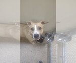 Small #1 Mutt