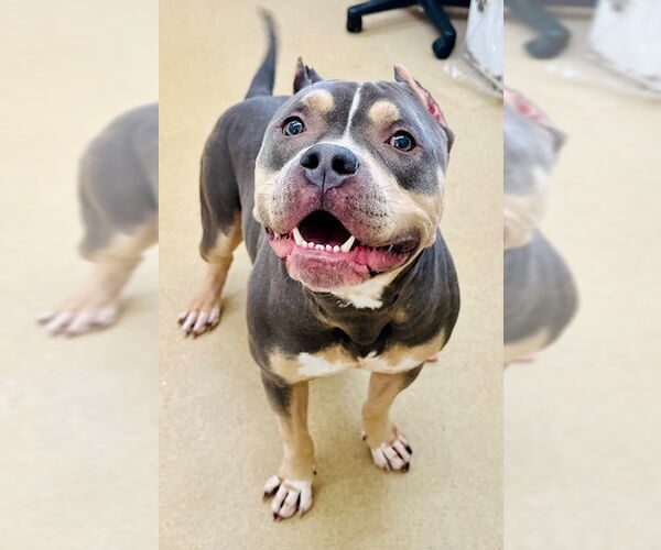 Medium Photo #1 American Pit Bull Terrier-Bulldog Mix Puppy For Sale in Derwood, MD, USA