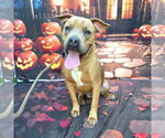 *PAPA JOHN - Male Mutt Dog for Adoption - Small photo
