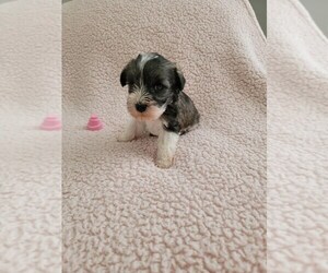 Schnoodle (Miniature) Puppy for sale in NORTH FORT MYERS, FL, USA