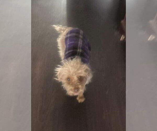 Medium Photo #2 Mutt Puppy For Sale in pomfret, CT, USA