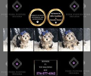 Maltipoo Puppy for sale in WARSAW, IN, USA