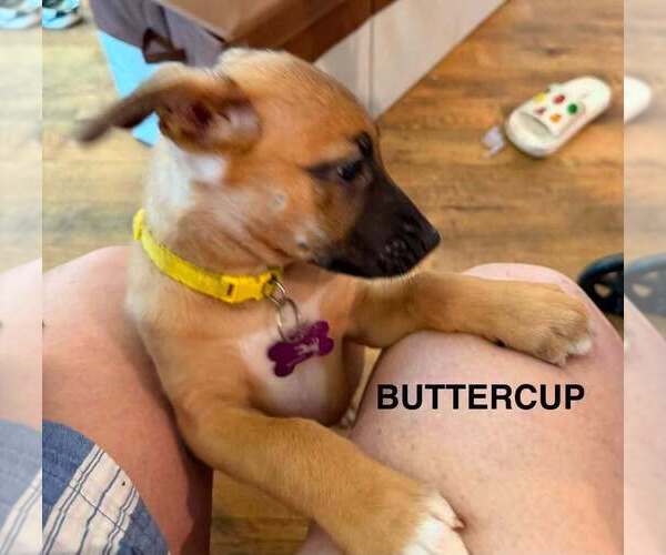 Medium Photo #6 American Pit Bull Terrier-Unknown Mix Puppy For Sale in Imlay City, MI, USA