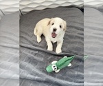 Puppy Blanco Tibetan Terrier