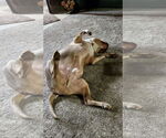 Small #33 Staffordshire Bull Terrier Mix