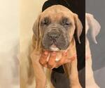 Small Photo #1 Cane Corso Puppy For Sale in SACRAMENTO, CA, USA