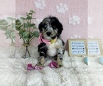 Small #2 Bernedoodle (Miniature)