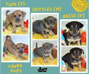 Mutt Dogs for adoption in Lindsay, CA, USA