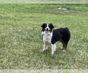 Father of the Australian Shepherd puppies born on 03/17/2026