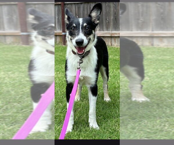 Medium Photo #3 Border Collie Puppy For Sale in Great Bend, KS, USA
