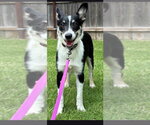 Small #2 Border Collie