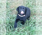Small #9 Labrador Retriever