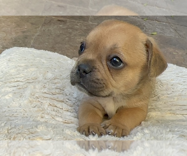 Medium Photo #15 American Bullnese-French Bulldog Mix Puppy For Sale in DISCOVERY BAY, CA, USA