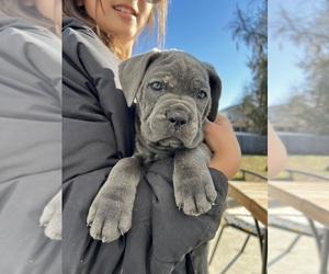 Cane Corso Puppy for sale in BEAUFORT, SC, USA