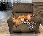 PANCAKE - Male American Staffordshire Terrier Dog for Adoption - Small photo