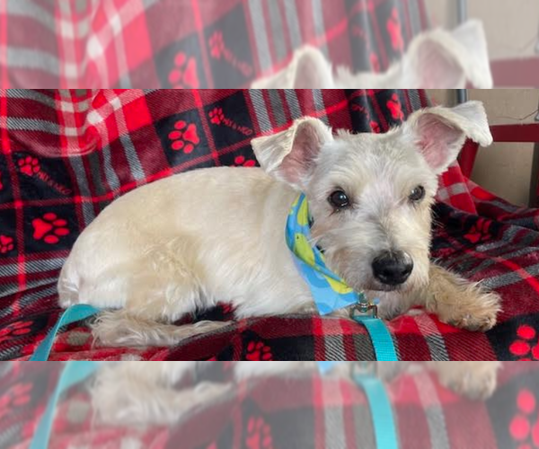 Medium Photo #3 Mutt Puppy For Sale in Cranston, RI, USA