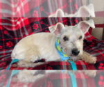 Small #2 Mutt