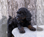 Small Photo #23 Cavapoo (Miniature)-Goldendoodle Mix Puppy For Sale in SAINT MARYS, KS, USA
