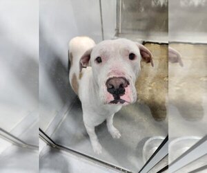American Pit Bull Terrier-Unknown Mix Dogs for adoption in Mobile, AL, USA