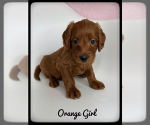 Goldendoodle (Miniature) Puppy for sale in ORANGE PARK, FL, USA