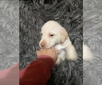 Small Photo #5 Labrador Retriever Puppy For Sale in STOKESDALE, NC, USA