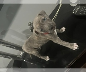 American Pit Bull Terrier Puppy for sale in WOODBRIDGE, VA, USA