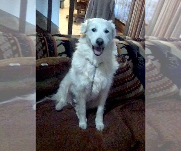 Medium Photo #2 Great Pyrenees Puppy For Sale in Spring, TX, USA