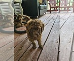 Small Photo #5 Poodle (Standard) Puppy For Sale in SALISBURY, NC, USA