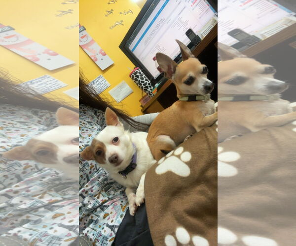 Medium Photo #1 Chihuahua Puppy For Sale in York, SC, USA