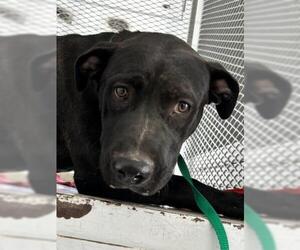 Labrador Retriever-Unknown Mix Dogs for adoption in Bakersfield, CA, USA