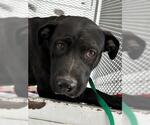 Small Labrador Retriever Mix
