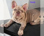 Small #5 French Bulldog