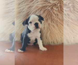 Boston Terrier Puppy for sale in JARRELL, TX, USA
