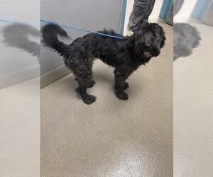 Poodle (Standard)-Unknown Mix Dogs for adoption in Las Vegas, NV, USA