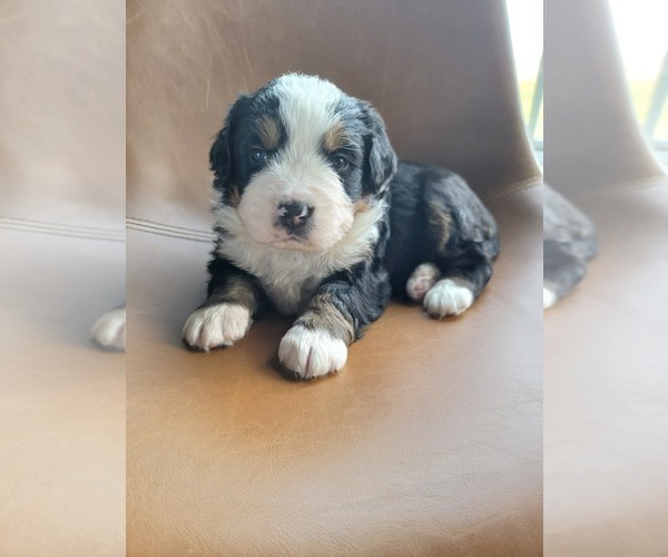 Medium Photo #2 Bernese Mountain Dog Puppy For Sale in CUBA CITY, WI, USA