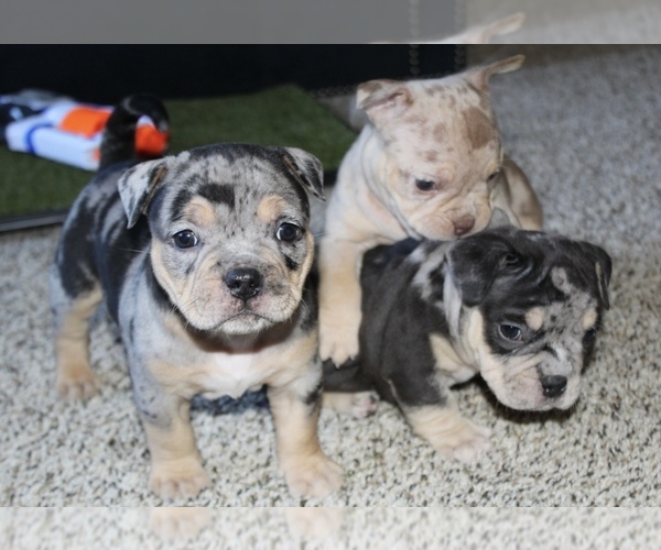 Medium Photo #8 American Bully Puppy For Sale in BALTIMORE, MD, USA