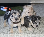 Small Photo #8 American Bully Puppy For Sale in BALTIMORE, MD, USA