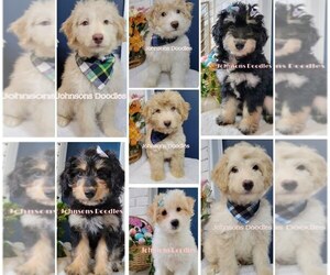 Aussiedoodle Miniature  Puppy for Sale in NORTH ROYALTON, Ohio USA