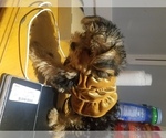 Small Photo #3 Yorkshire Terrier Puppy For Sale in HIALEAH, FL, USA