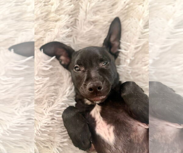 Medium Photo #4 Mutt Puppy For Sale in Tarrytown, GA, USA